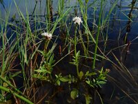 Valeriana dioica 37, Kleine valeriaan, Saxifraga-Ed Stikvoort : kleine valeriaan De Berk Etten-Leur