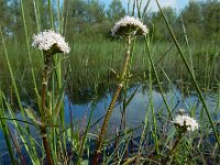 Valeriana dioica 39, Kleine valeriaan, Saxifraga-Ed Stikvoort : kleine valeriaan De Berk Etten-Leur