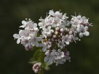 Valeriana dioica 4, Kleine valeriaan, Saxifraga-Jan van der Straaten