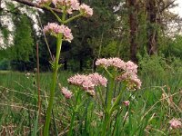 Valeriana dioica 41, Kleine valeriaan, Saxifraga-Hans Grotenhuis