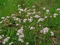 Valeriana dioica 43, Kleine valeriaan, Saxifraga-Hans Grotenhuis