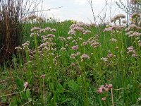 Valeriana dioica 44, Kleine valeriaan, Saxifraga-Hans Grotenhuis
