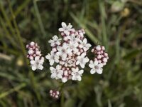 Valeriana dioica 5, Kleine valeriaan, Saxifraga-Marijke Verhagen