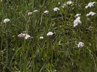 Valeriana dioica 6, Kleine valeriaan, Saxifraga-Marijke Verhagen