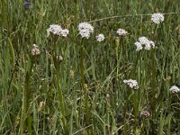 Valeriana dioica 8, Kleine valeriaan, Saxifraga-Marijke Verhagen