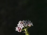 Valeriana dioica 9, Kleine valeriaan, Saxifraga-Marijke Verhagen