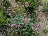 Valeriana lecoqii 3, Saxifraga-Ed Stikvoort : Poncebos - Cordiñanes de Valdeón s9900