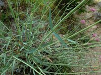 Valeriana lecoqii 5, Saxifraga-Ed Stikvoort : Poncebos - Cordiñanes de Valdeón s9900