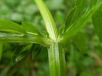 Valeriana sambucifolia 3, Saxifraga-Rutger Barendse