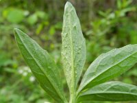 Valeriana sambucifolia 6, Saxifraga-Rutger Barendse