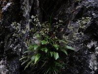Valeriana saxatilis 2, Saxifraga-Ed Stikvoort