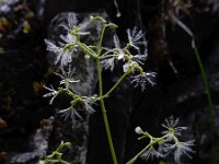 Valeriana saxatilis 3, Saxifraga-Ed Stikvoort