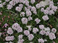Valeriana supina 2, Saxifraga-Harry Jans