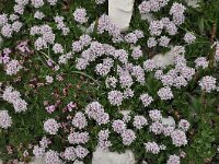 Valeriana supina 3, Saxifraga-Harry Jans