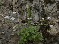 Valeriana tripteris 10, Saxifraga-Willem van Kruijsbergen