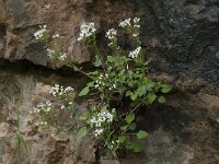 Valeriana tripteris 11, Saxifraga-Willem van Kruijsbergen