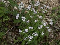 Valeriana tripteris 12, Saxifraga-Willem van Kruijsbergen