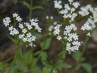 Valeriana tripteris 13, Saxifraga-Willem van Kruijsbergen