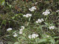 Valeriana tripteris 17, Saxifraga-Willem van Kruijsbergen