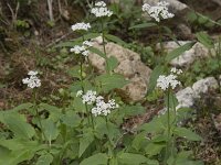Valeriana tripteris 18, Saxifraga-Willem van Kruijsbergen