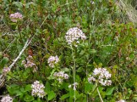 Valeriana tripteris 19, Saxifraga-Rutger Barendse
