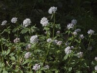 Valeriana tripteris 2, Saxifraga-Marijke Verhagen