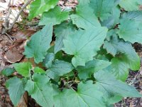 Valeriana tripteris 20, Saxifraga-Rutger Barendse