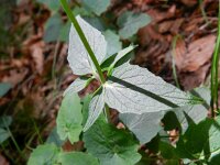 Valeriana tripteris 21, Saxifraga-Rutger Barendse