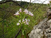 Valeriana tripteris 23 Saxifraga-Hans Grotenhuis