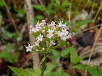 Valeriana tripteris 24, Saxifraga-Hans Grotenhuis