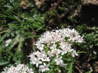Valeriana tripteris 3, Saxifraga-Jasenka Topic