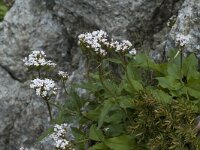 Valeriana tripteris 4, Saxifraga-Jan van der Straaten