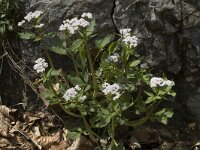 Valeriana tripteris 5, Saxifraga-Marijke Verhagen