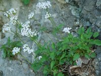 Valeriana tripteris 6, Saxifraga-Willem van Kruijsbergen