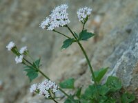 Valeriana tripteris 7, Saxifraga-Willem van Kruijsbergen