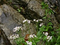 Valeriana tripteris 8, Saxifraga-Dirk Hilbers