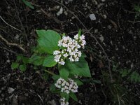 Valeriana tripteris 9, Saxifraga-Jasenka Topic