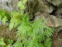 Valeriana walrothii 2, Saxifraga-Rutger Barendse
