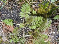 Valeriana walrothii 3, Saxifraga-Rutger Barendse