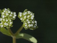 Valerianella carinata 1, Gegroefde veldsla, Saxifraga-Jan van der Straaten