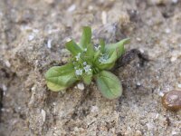 Valerianella carinata 2, Gegroefde veldsla, Saxifraga-Peter Meininger