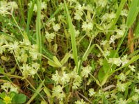Valerianella carinata 3, Gegroefde veldsla, Saxifraga-Rutger Barendse