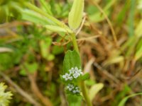 Valerianella carinata 4, Gegroefde veldsla, Saxifraga-Rutger Barendse