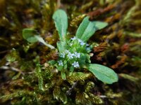 Valerianella carinata 5, Gegroefde veldsla, Saxifraga-Ed Stikvoort
