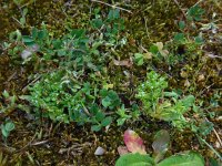 Valerianella carinata 6, Gegroefde veldsla, Saxifraga-Ed Stikvoort