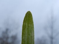 Vallisneria spiralis 2, Vallisneria, Saxifraga-Rutger Barendse