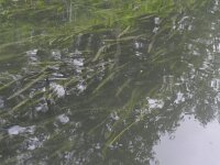 Vallisneria spiralis 3, Vallisneria, Saxifraga-Rutger Barendse