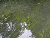 Vallisneria spiralis 4, Vallisneria, Saxifraga-Rutger Barendse