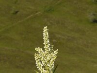 Veratrum album 9, Saxifraga-Jan Nijendijk