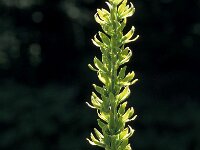 Verratrum lobelianum 15, Saxifraga-Jan van der Straaten